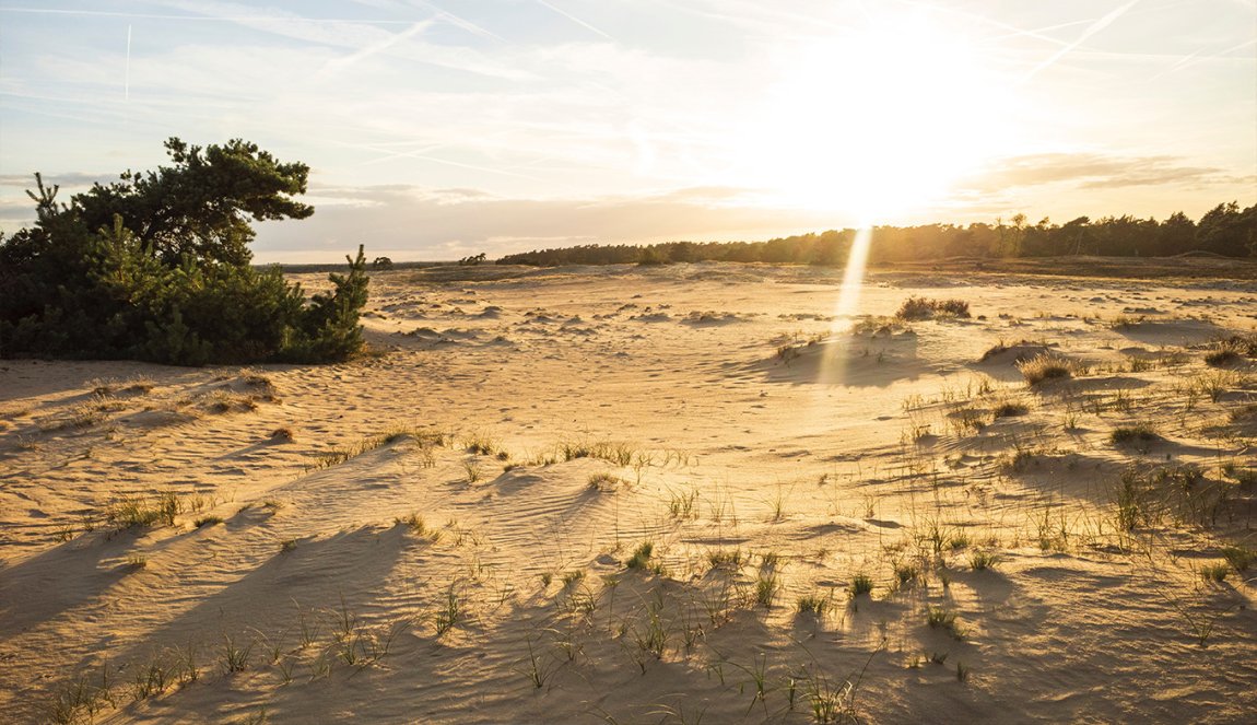 Bosrijke Gebieden Nationaal Park Hoge Veluwe © Martijn Baudoin via unsplash